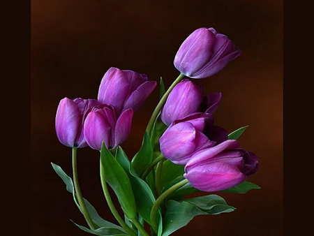 Purple blooms - flowers, tulips, black background, purple, green leaves