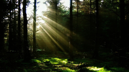 Sun Rays-In Forest - rays, picture, forest, sun, beautiful