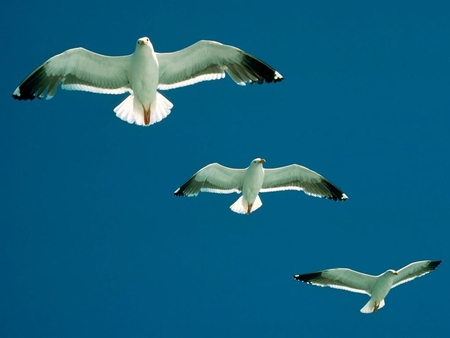 Flying-Birds - beautiful, birds, flying, picture