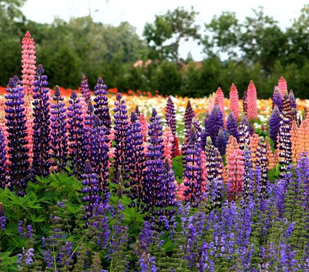 lupines - flowers, field, nature, lupines