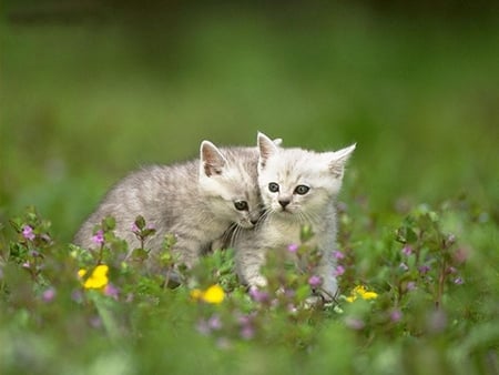 Cute Kittens - white, cute, picture, beautiful, kittens