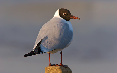 Beautiful Bird - beautiful, cool, bird, picture