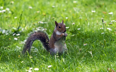 Squirrel in Grass - beautiful, in grass, squirrel, picture