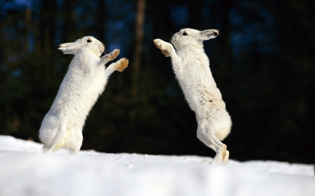 White Rabbits - wallpaper, winter, cool, cute, animals, fight, hd, whie rabbits, white, picture, rabbits, nature, snow