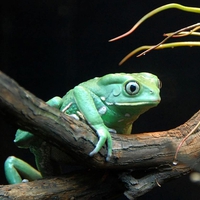 Blue Frog