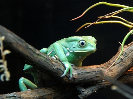 Blue Frog - picture, cool, frog, blue