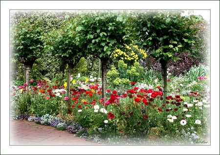 rose garden - roses, variable, home, garden