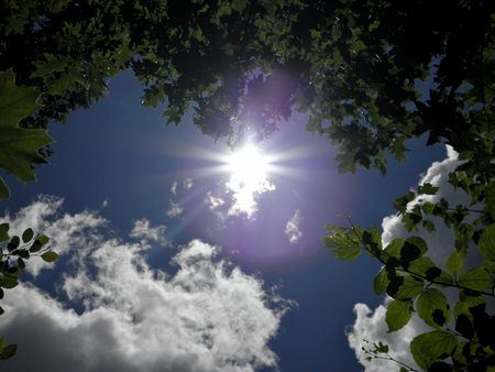 Sky surrounded by clouds and trees - sky, trees, landscape, sun, summer, nature, cloud, clouds, leaves, tree, flower