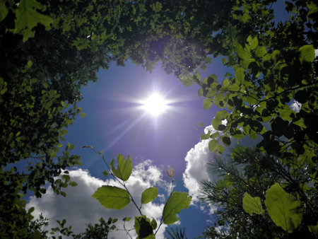 Sky surrounded by trees and clouds2 - sky, trees, landscape, sun, summer, nature, cloud, clouds, leaves, tree, flower