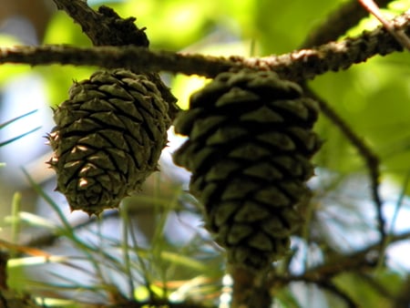 Pine cones in the forest - clouds, trees, summer, landscape, flower, leaves, tree, nature, cones, cloud, pine, cone, sun, sky