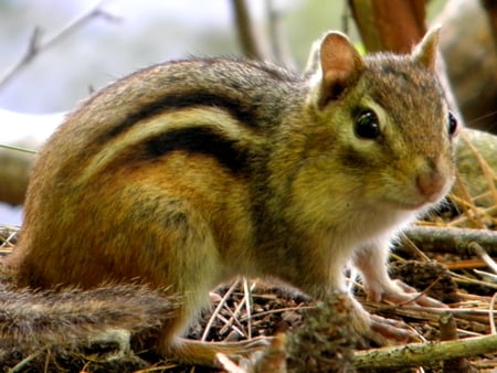 chipmunk in the forest - clouds, trees, summer, squirell, landscape, flower, chipmunk, leaves, tree, nature, cloud, sun, sky