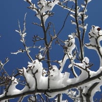 snow covered tree