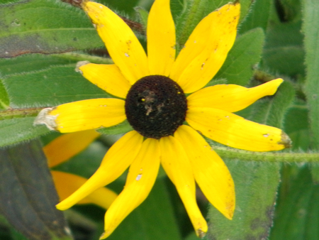 Yellow flower - nature, yellow, landscape, green, flower