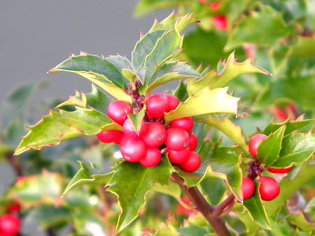 Mistletoe - bush, trees, nature, mistletoe, holiday, red, green, tree