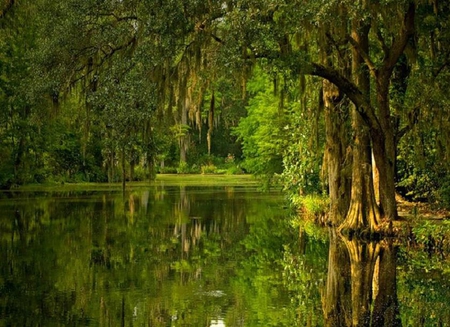 Summer Days - trees, reflection, beautiful, water, green, stunning