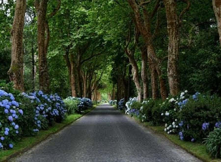 The Road is Long - pretty, trees, blue, beautiful, leaves, green, shrubs, road