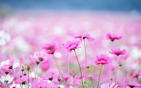 Pinky - flowers, green, stems, field, petals, pink