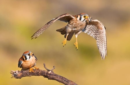 American Kestrals - american, kestrals, wildlife, birds