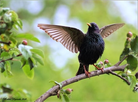 Starling - starling, branch, wings, berries, black, bird