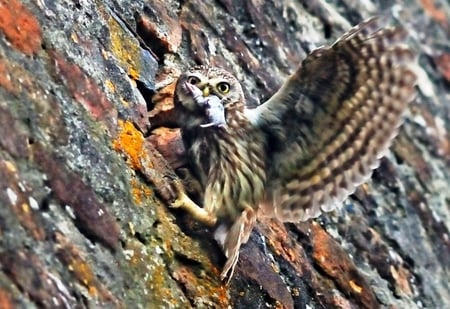 Time for Dinner - prey, wild, feathers, tree, nature, owls