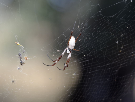 Spider and the prey - spider, compter, desktop, other