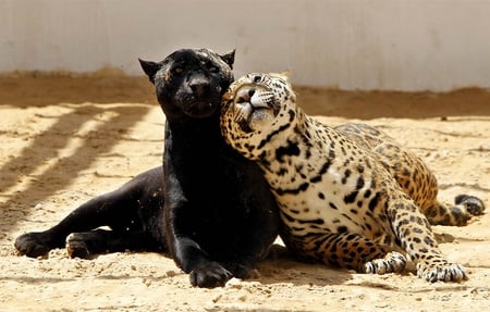 Playmates - leopard, beautiful, playing, cat, animal, cats, friends, panther, animals