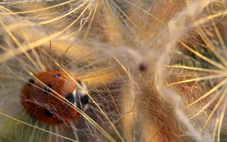 Ladybug - nature, ladybug, macro, photography, dry flower, flower