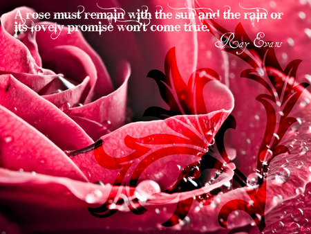 beautiful Rose - abstract, rose, ray evans, quotes