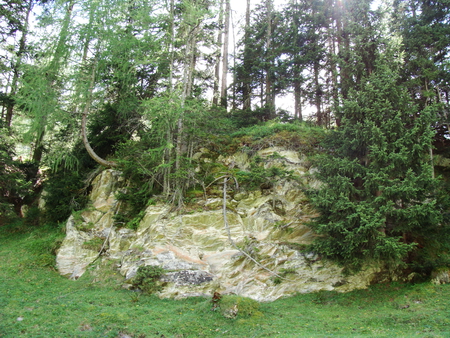 summer forest - summer, austria, forest, trees