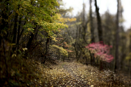 Path - beauty, nice, autumn, trees, photography, peaceful, path, road, calm, pretty, trail, cool, walk, harmony, lovely, pathway, nature, forest, beautiful, leaves, colors