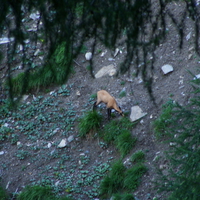 deer in the mountains