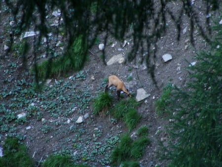 deer in the mountains - austria, mountains, summer, deer