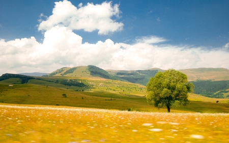 single tree - nature, sky, yellow, clouds, photography, green, field, tree