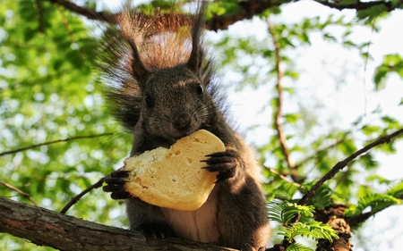 SQIRREL - tree, hunger, squirrel, red