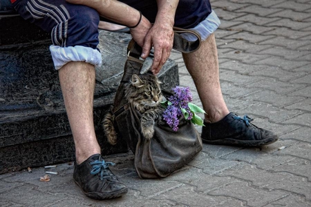 traveler - pet, traveler, funny, bag, cat