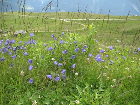 meadow - nature, purple, bells, green, meadow, field