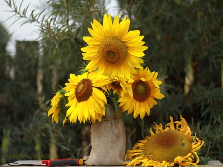 sunflowers - sunflowers, garden, table, bag, still life