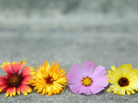 flowerheads - nature, beauty, pretty, photography, flowers