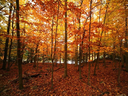 autumn forest - beauty, trees, photography, colorful, nature, yellow, forest, red, leaves, orange