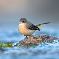 Cute-Bird