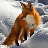 Red-Fox
