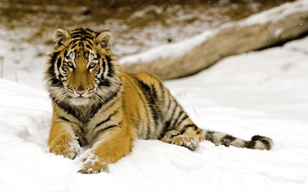 Tiger - beautiful, tiger, cool, picture