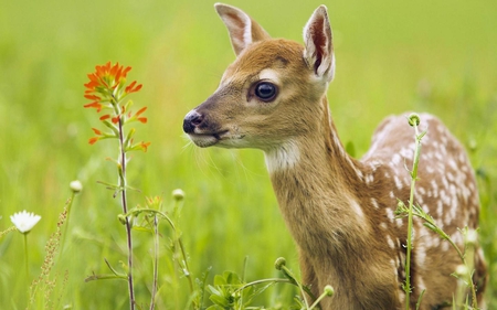 Fawn - fur, eyes, animals, deer, nature, brown, petals, orange, grass, flower