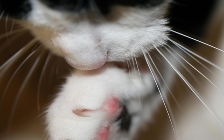 Licking his Paw - nose, white, cat, nails, fur, paw