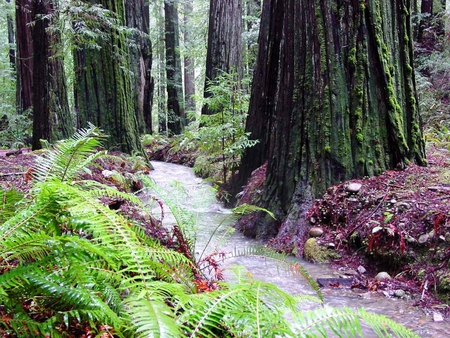 River Through the Giant Redwoods - ancient, california, forests, trees, river, stream, redwoods