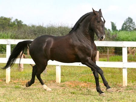 blacky - horses, horse, i love horses