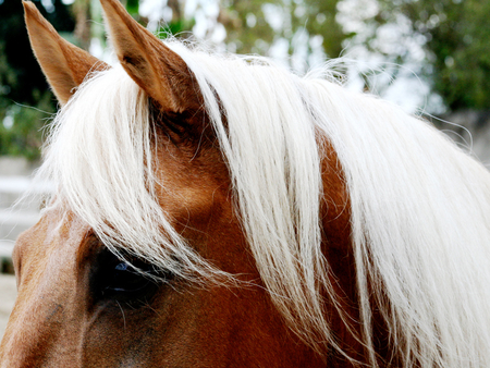 whats that - horses, horse, i love horses