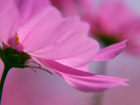 Pink Flower - flowers, nature, petals, pink, leaves