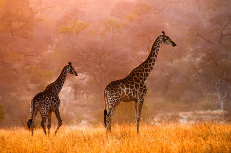 Giants of the plain - spotted, giraffe, plain, africa, pair, heat, tall