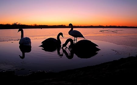 Swans Pool - multicolor, rivers, brown, scene, scenario, sunrise, pink, widescreen, trunks, plants, maroon, sunshine, sunbeam, colors, colours, waterscape, animals, horizon, amazing, sunsets, leaves, forests, view, violet, sky, sun, water, beaches, photoshop, poddle, cool, rest, colorful, black, lightness, bright, sunny, birds, sundown, scenery, sand, light, swans, nice, paysage, beauty, picture, paisage, brightness, background, lakes, wallpaper, landscape, photo, desktop, creeks, purple, branches, trees, image, beautiful, photography, orange, pc, paisagem, awesome, pool, panorama, multi-coloured, leaf